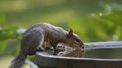 Częste oddawanie moczu – przyczyny, objawy i leczenie