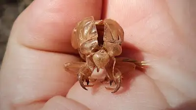 Hormony a skóra: wpływ i zapobieganie problemom skórnym