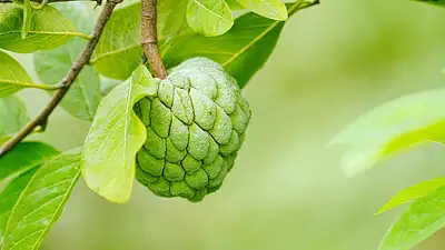 Post przerywany 8/16 – skuteczna dieta na zdrowie i odchudza