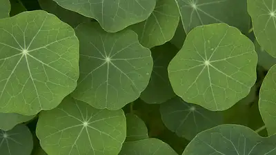 Nasturcja – właściwości, zastosowanie i korzyści zdrowotne