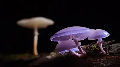 Inulina – naturalny błonnik wspierający odchudzanie