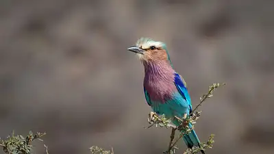 Odżywka do rzęs M2 Lashes – naturalny wzrost i gęstość