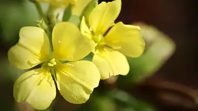 Wiesiołek – właściwości lecznicze i zastosowanie oleju