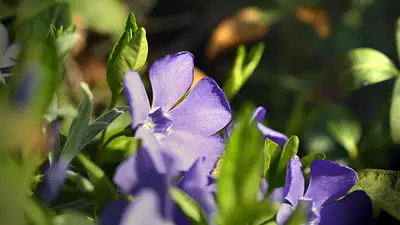 Barwinek pospolity – właściwości i zastosowanie rośliny lecz