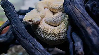 Koci grzbiet – ćwiczenie na zdrowy kręgosłup i lepszą postaw