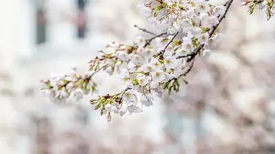 Jasnota biała – właściwości lecznicze i zastosowanie