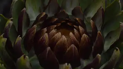 Karczoch – zdrowe właściwości i zastosowanie w diecie