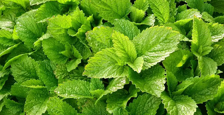 Właściwości lecznicze melisy: korzyści i zastosowanie