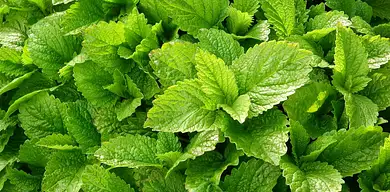 Właściwości lecznicze melisy: korzyści i zastosowanie