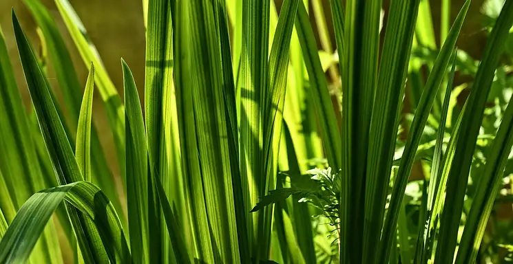 Tatarak – właściwości i wykorzystanie