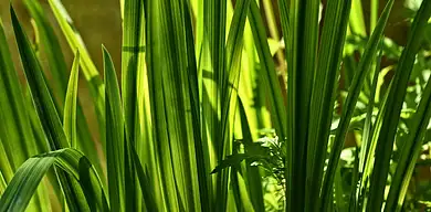 Tatarak – właściwości i wykorzystanie