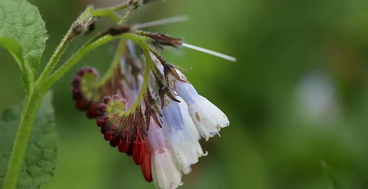 Żywokost: właściwości i zastosowanie zioła