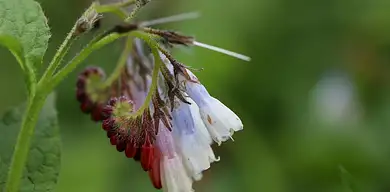 Żywokost: właściwości i zastosowanie zioła
