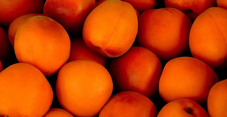 Morele: właściwości, wartości odżywcze, kalorie