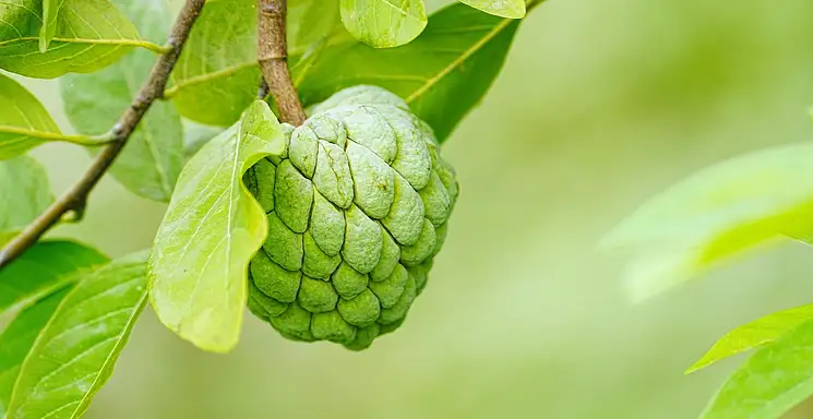 Post przerywany 8/16: zasady i zalety