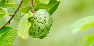 Post przerywany 8/16: zasady i zalety