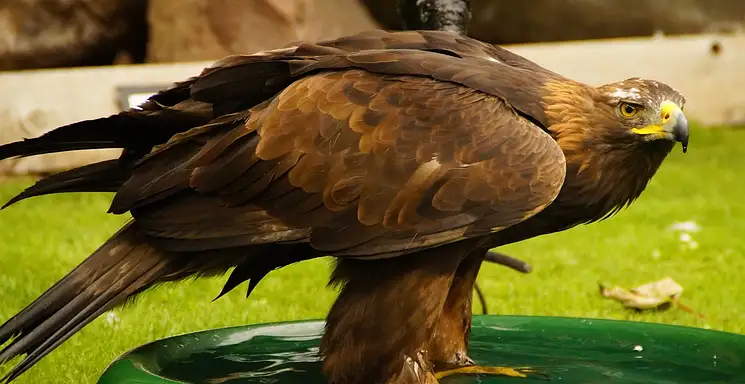 Pocące się stopy: domowe sposoby na nadpotliwość