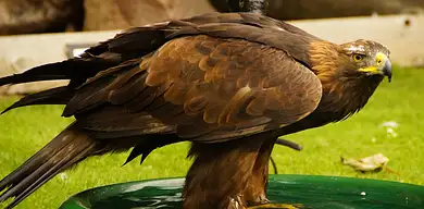 Pocące się stopy: domowe sposoby na nadpotliwość