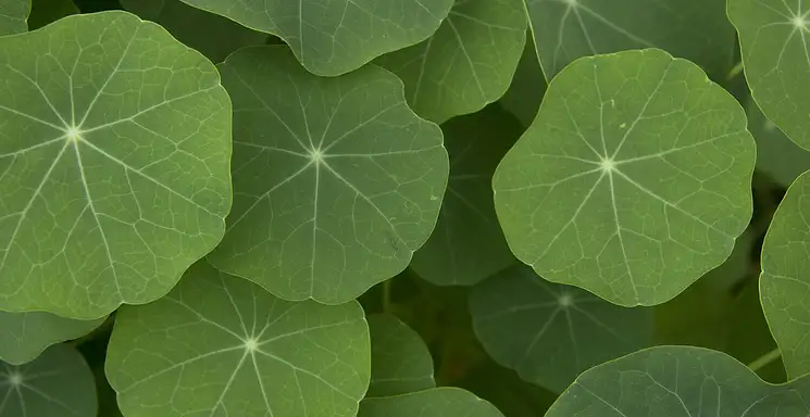 Nasturcja – właściwości odżywcze i zastosowanie