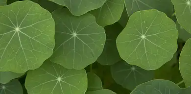 Nasturcja – właściwości odżywcze i zastosowanie