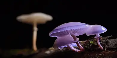 Inulina: cukier wspomagający odchudzanie