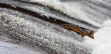 Trening ze skakanką: korzyści i techniki