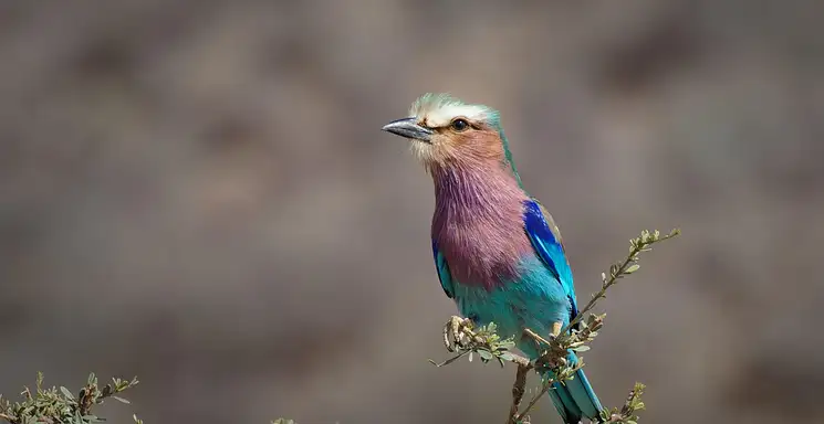 Odżywka do rzęs M2 Lashes - gęste rzęsy naturalnie