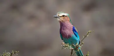 Odżywka do rzęs M2 Lashes - gęste rzęsy naturalnie