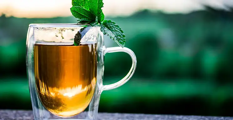 Gojnik – właściwości górskiej herbaty z Grecji