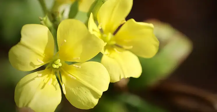 Wiesiołek - właściwości i zastosowanie