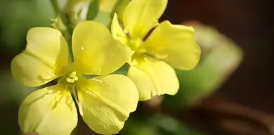 Wiesiołek - właściwości i zastosowanie