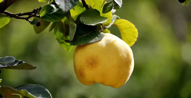 Pigwa – właściwości, zastosowanie i cena owocu