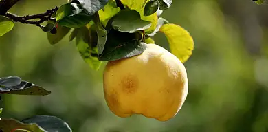 Pigwa – właściwości, zastosowanie i cena owocu