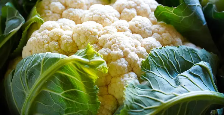 Kalafior kiszony – właściwości i przepis krok po kroku
