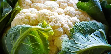 Kalafior kiszony – właściwości i przepis krok po kroku
