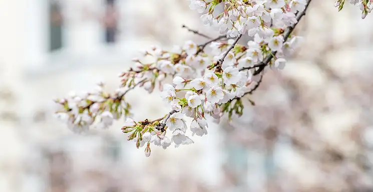 Jasnota biała - lecznicze właściwości i zastosowanie