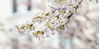 Jasnota biała - lecznicze właściwości i zastosowanie