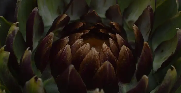 Karczoch – zdrowy? Właściwości i korzyści