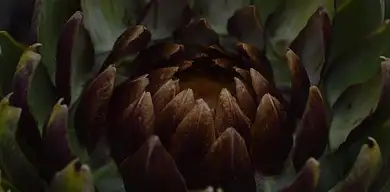 Karczoch – zdrowy? Właściwości i korzyści